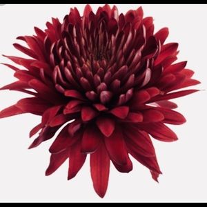 Meet your Posher, Nadine